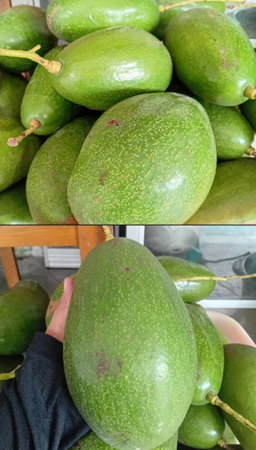 Alpukat Pameling
