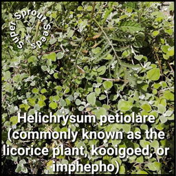 Impepho (Helichrysum petiolare) x 50+ seeds