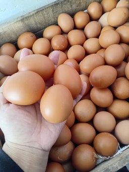 TELUR ECER