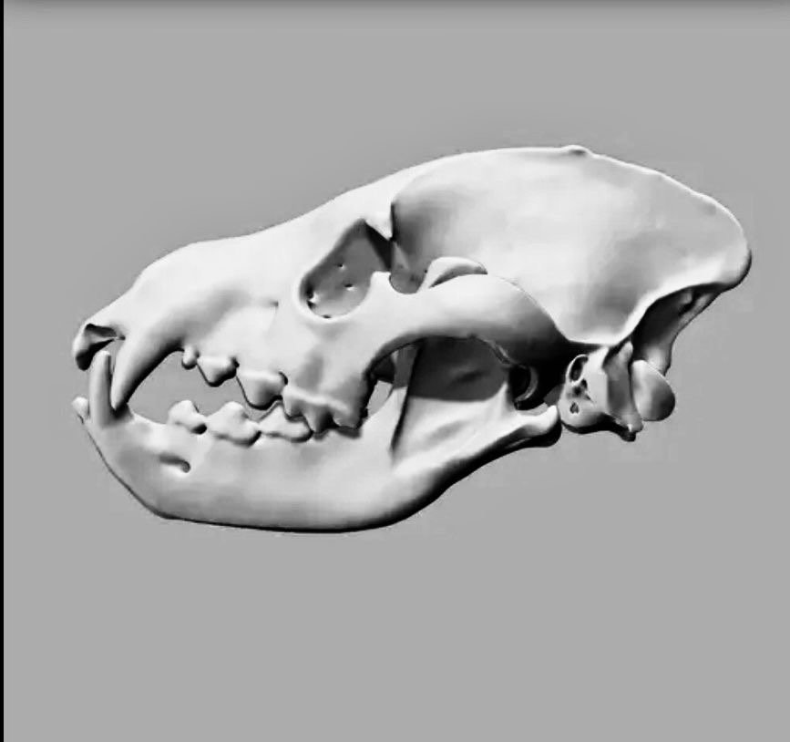 Animal Skulls Heyna_0