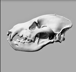 Animal Skulls Heyna