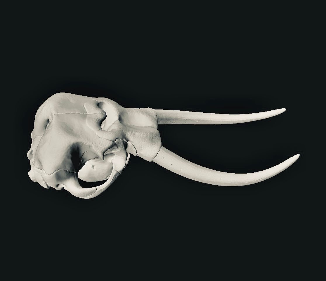 Animal Skulls Elephant_0
