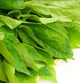 1 For 1 Special Bundle! Premium Ashitaba Leaves For Rabbits & Small Animals (35g + 35g) 