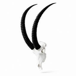 Animal Skulls Sable Life Size