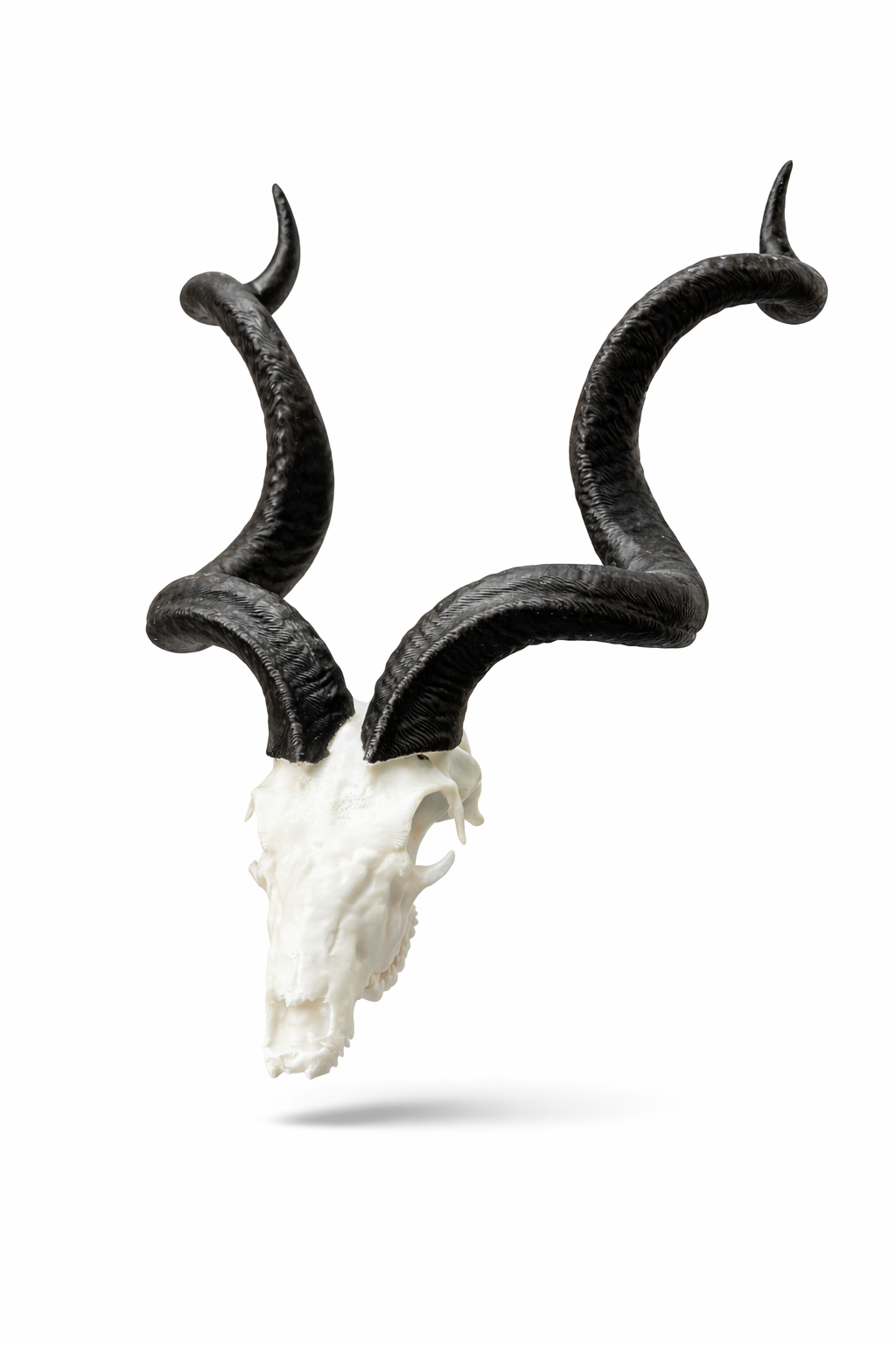 Animal Skulls Kudu Wall Mount