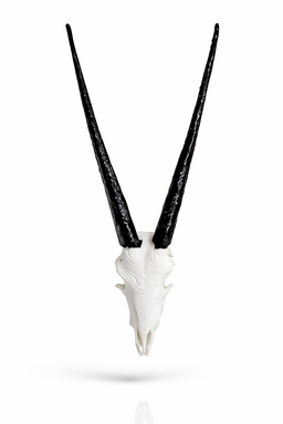 Animal Skulls Oryx Wall Mount