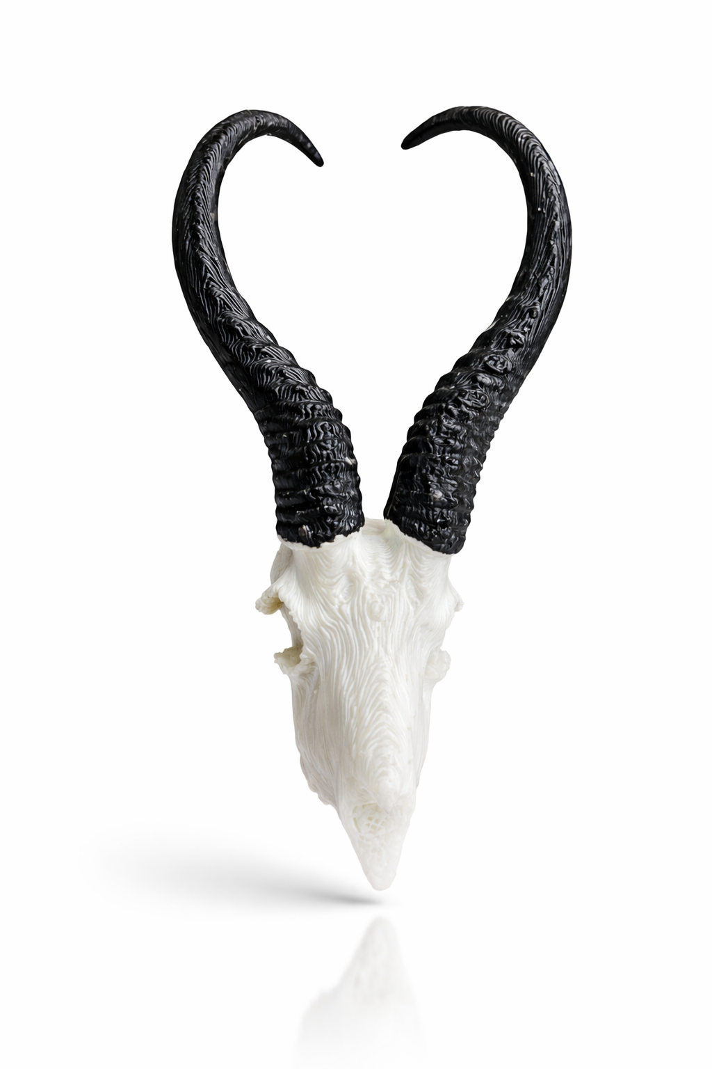 Animal Skulls Springbok with STAND_0
