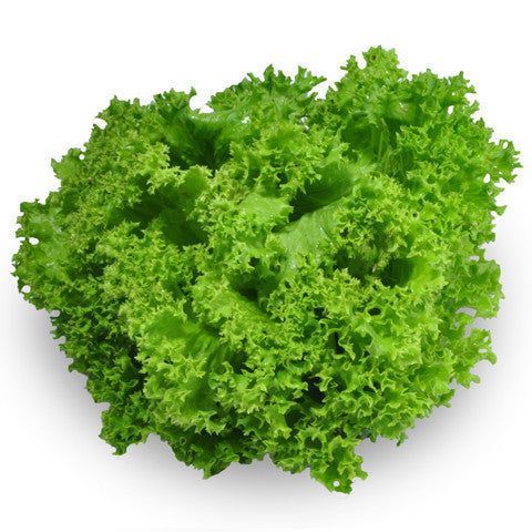 Green Coral Lettuce