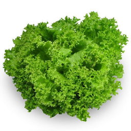 Green Coral Lettuce