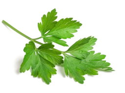 Parsley- Italian (1oz)