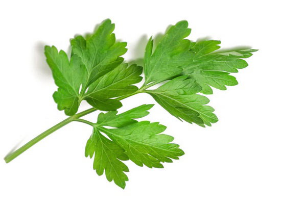Parsley- Italian (4oz) 