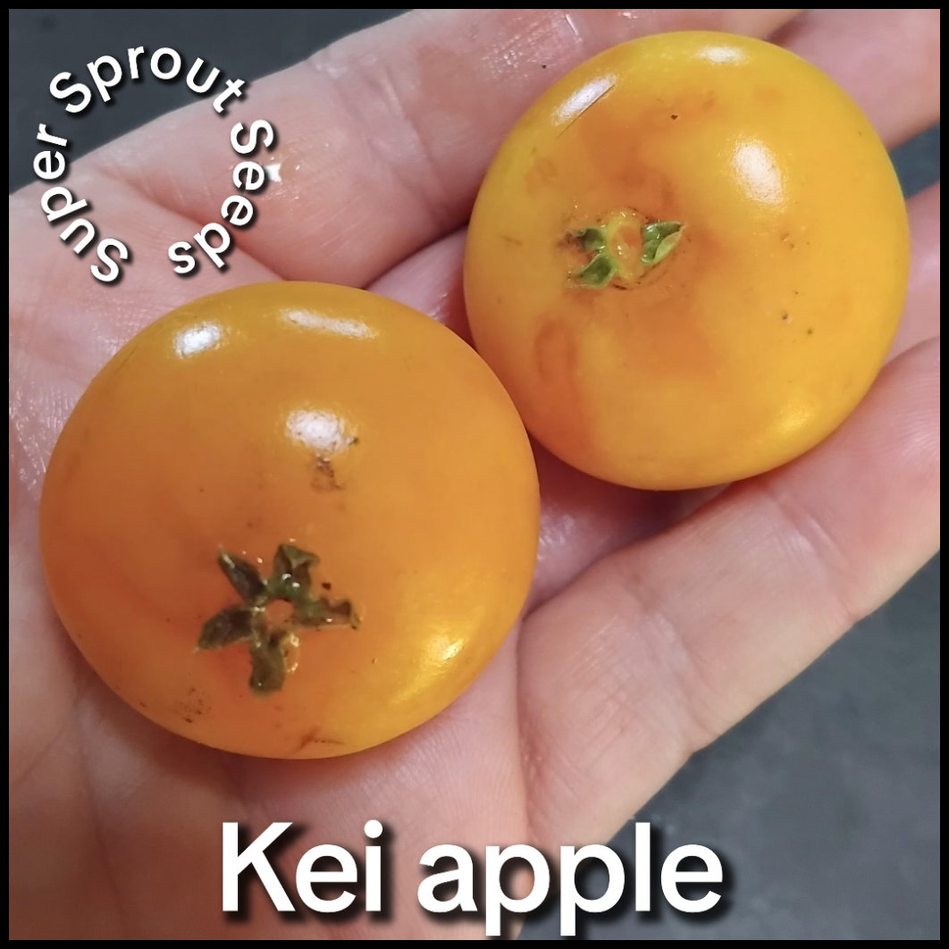 Kei apple x 6 seeds_3
