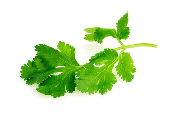 Cilantro (1oz)