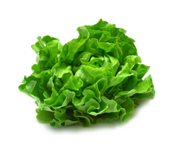 Lettuce
