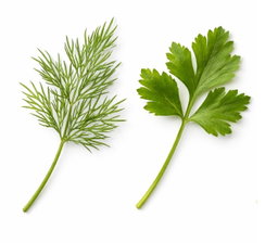 Herbs 