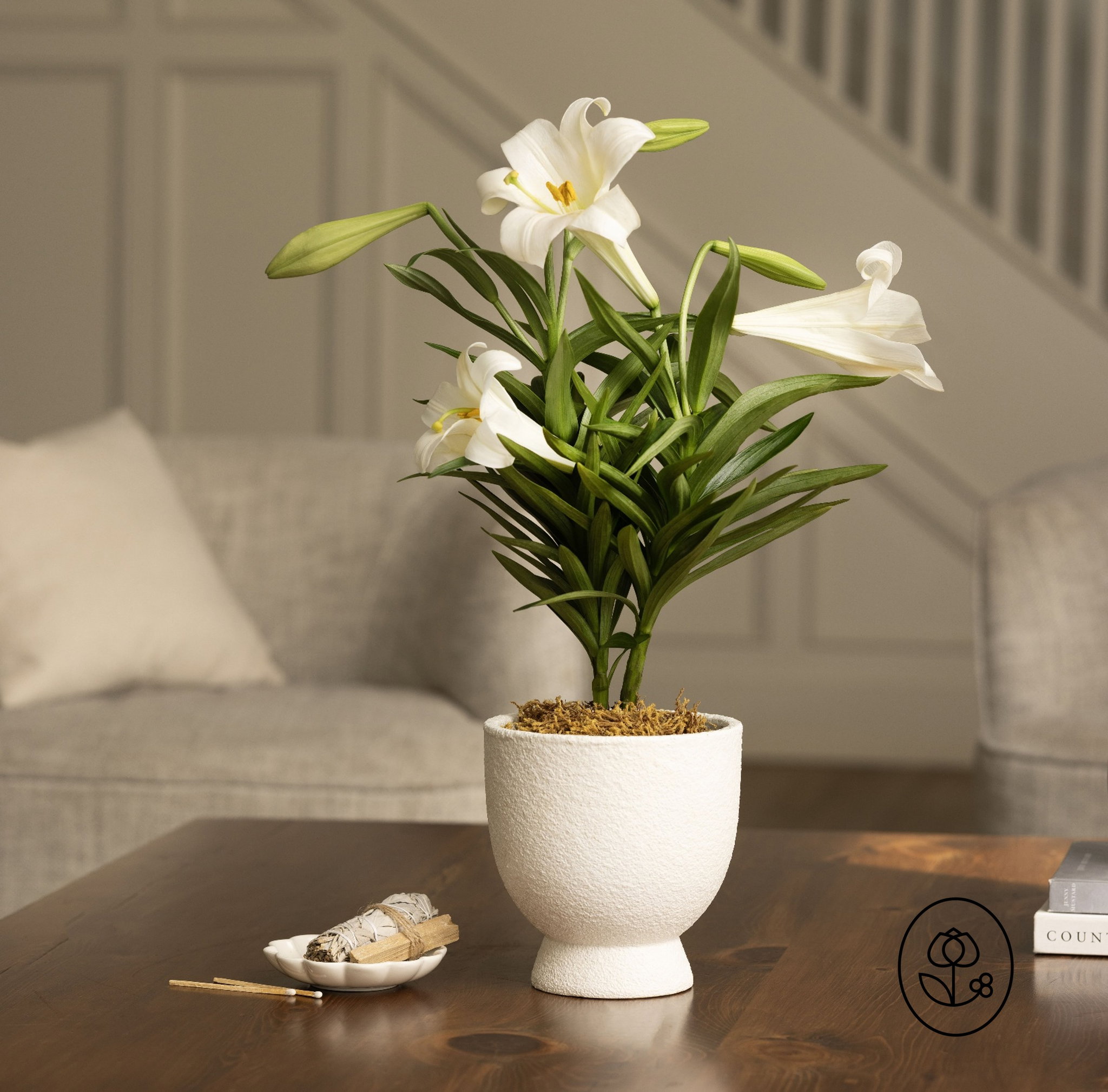 HYBRID LILY _1