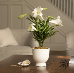HYBRID LILY 