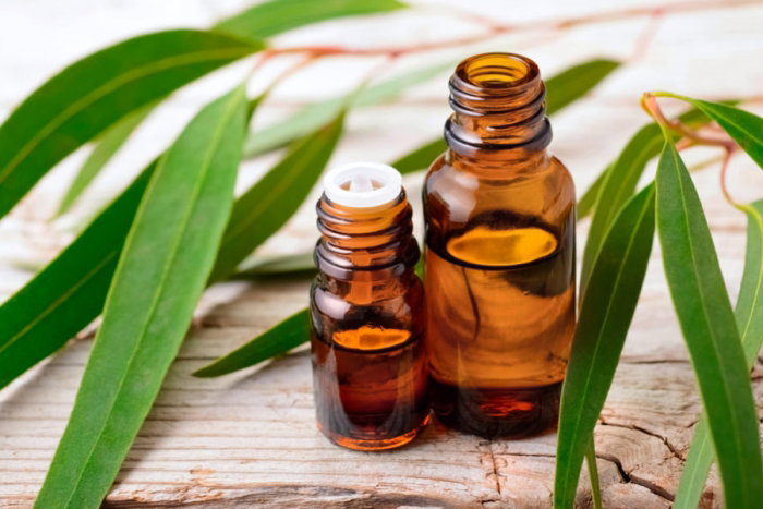 Eucalipto aceite esencial
