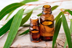 Eucalipto aceite esencial