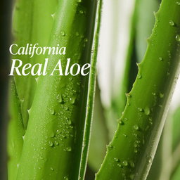 Real Squeeze Aloe Vera Cream