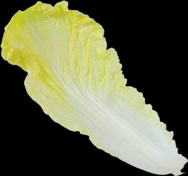 🍅【番茄｜Tomato】 Chinese Cabbage｜大白菜