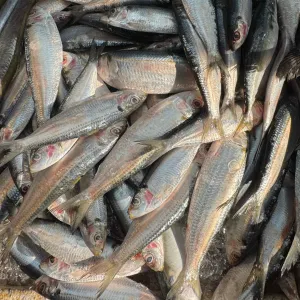 Tamban (Fresh)