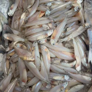 Ikan Bilis Fish (Fresh)