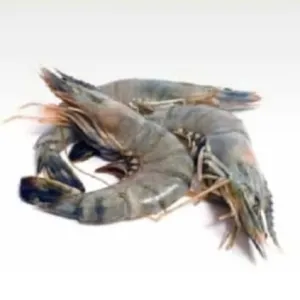 Frozen Indonesian Tiger Prawns