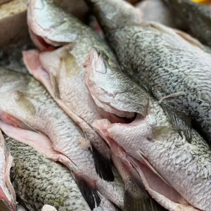 Ikan Siakap(Seabass)1PC_0