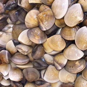 Fresh LaLa Clams (500g)_0
