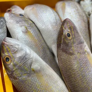 Ikan Kerisi (Ang Goli )🐟_0