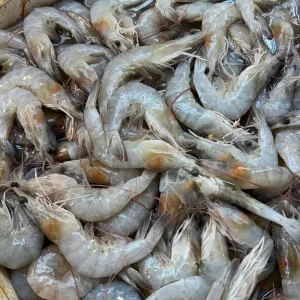 Small Prawns 500g
