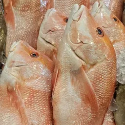 IKAN MERAH (WHOLE)1.2kg-1.4kg
