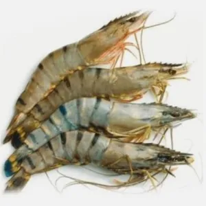 Tiger Prawns 🦐