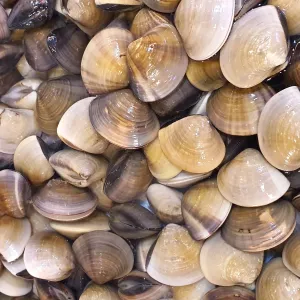 Fresh LaLa Clams (1Kg)