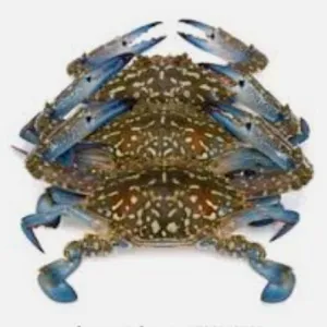 Flower Crab 🦀 (950g-1.1kg)_0