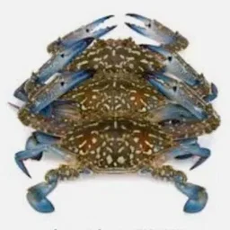 Flower Crab 🦀 (950g-1.1kg)