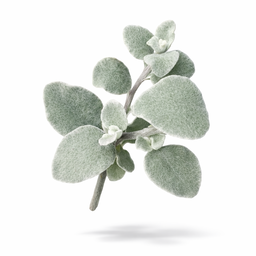 Impepho (Helichrysum petiolare) x 50+ seeds