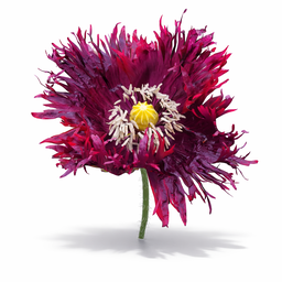 Black Swan poppy x 100 seeds 