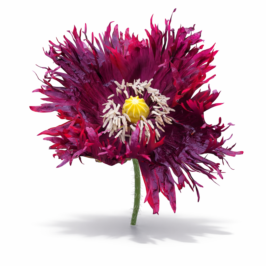 Black Swan poppy x 100 seeds _2