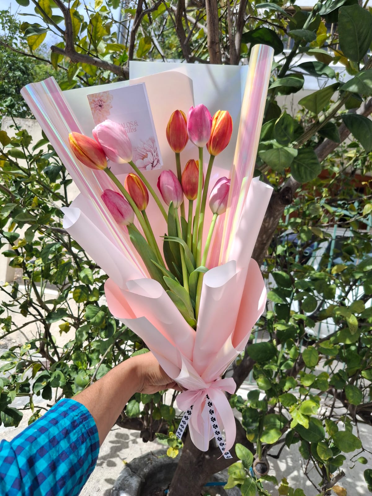Tulipanes Clásico Plus