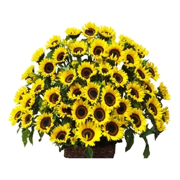 Arreglo de girasoles 40 piezas