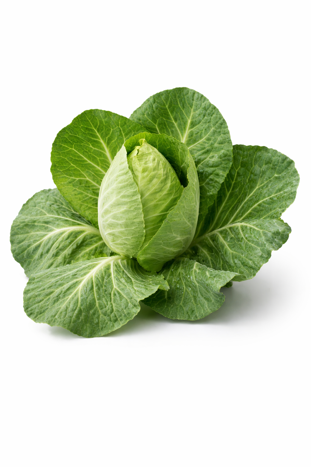 Cape Spitz cabbage x 50+ seeds _1