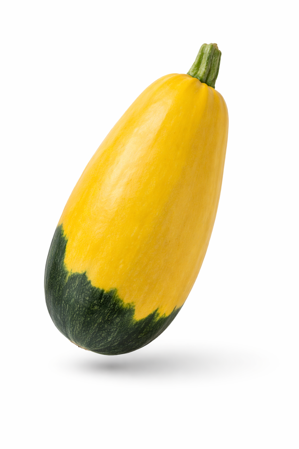 Zephyr squash x 6 seeds _1