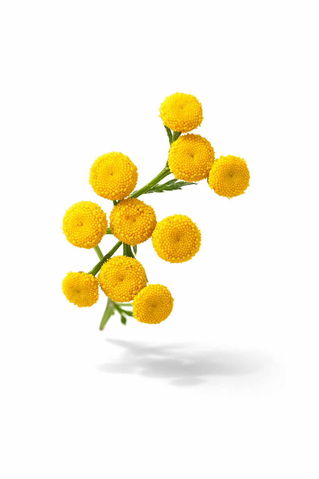 BULK Tansy (Tanacetum vulgare) x 1000+ seeds _1