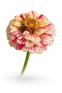 Candy stripe zinnia x 25 seeds 