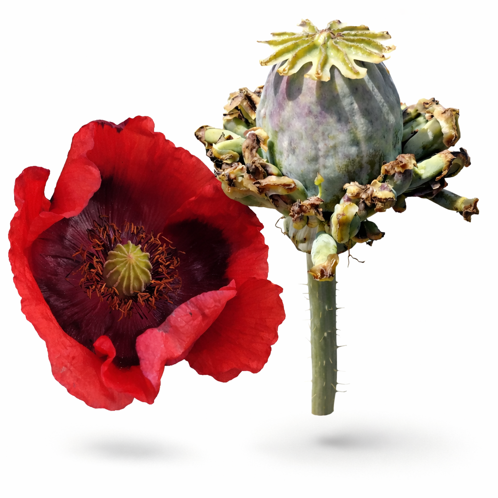 Hen's & chicken poppy x 100 seeds _1