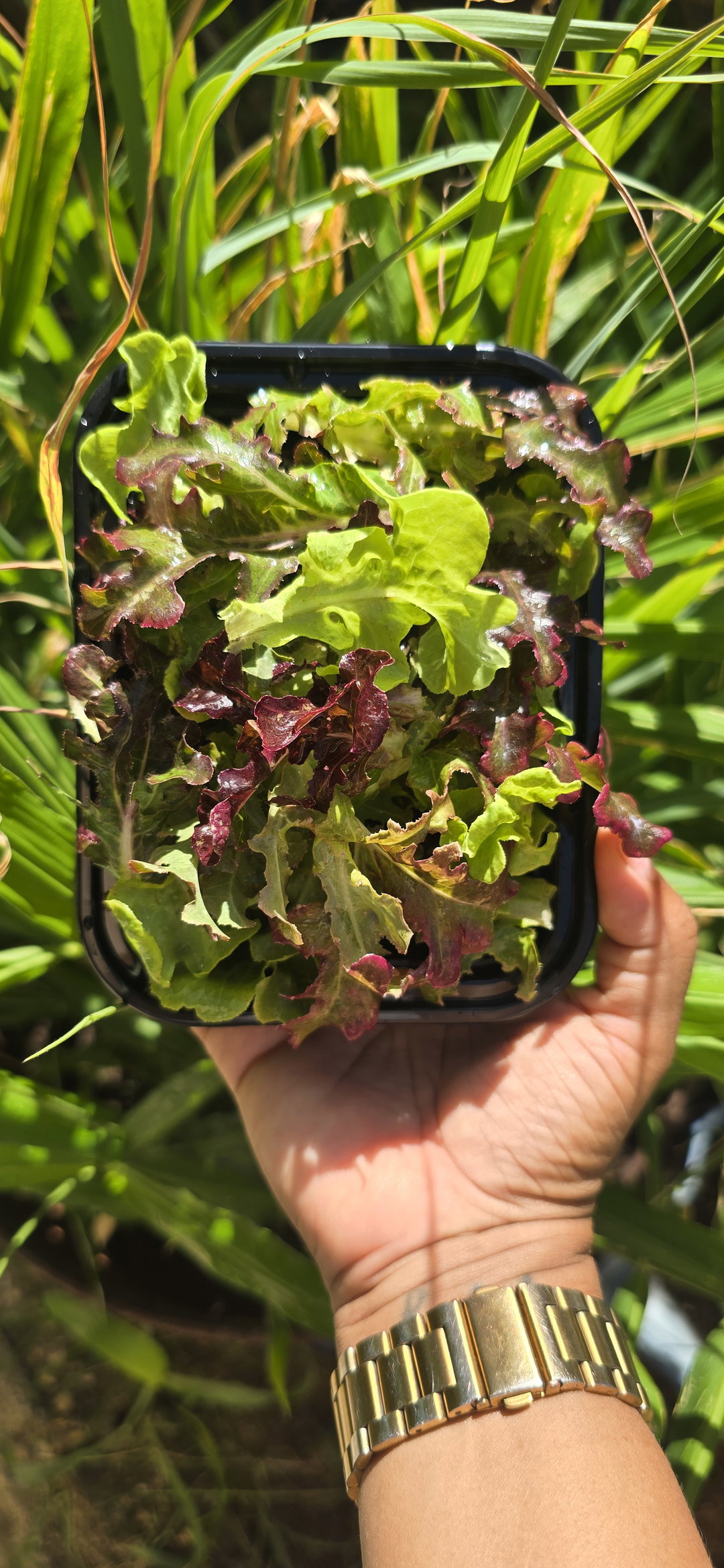 Mini Gourmet Lettuce Mix 