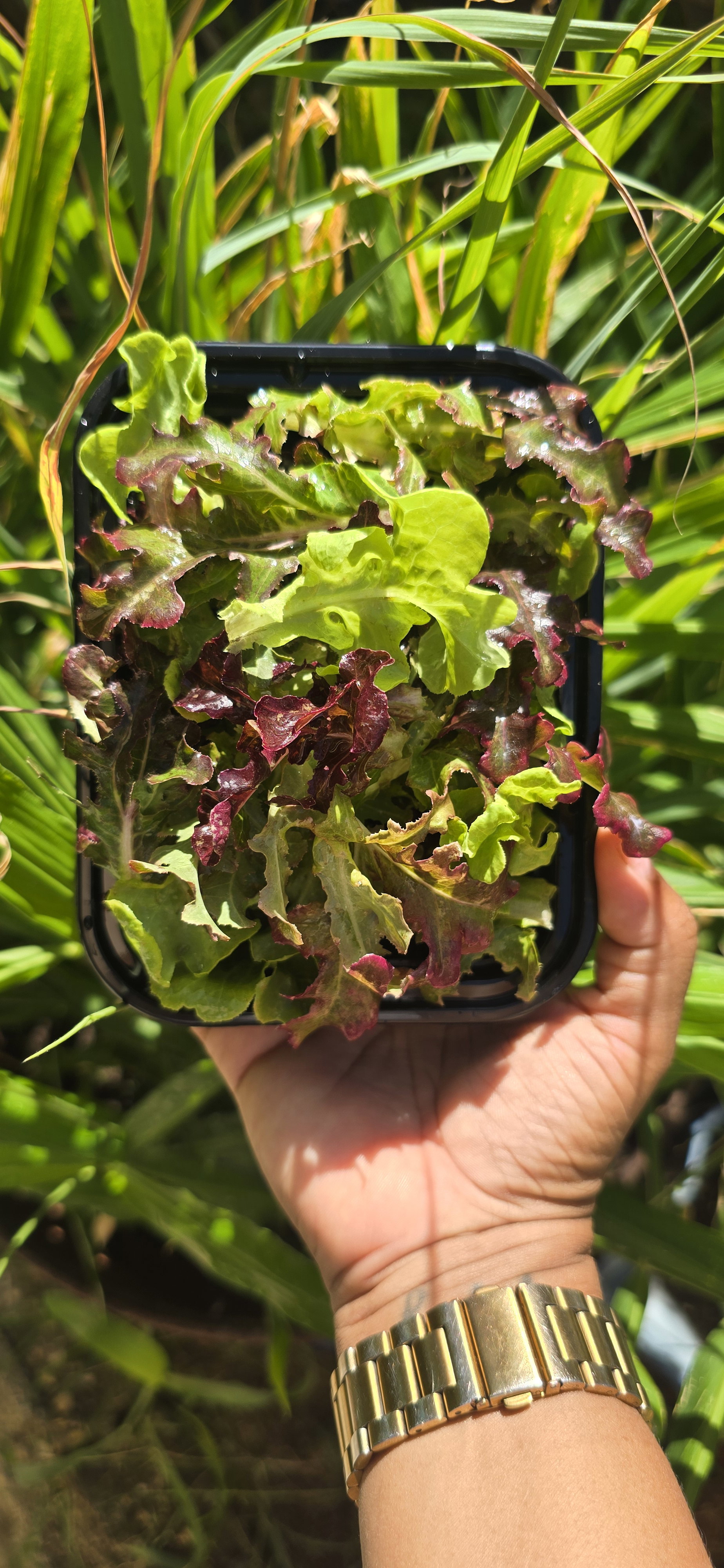 Mini Gourmet Lettuce Mix _0