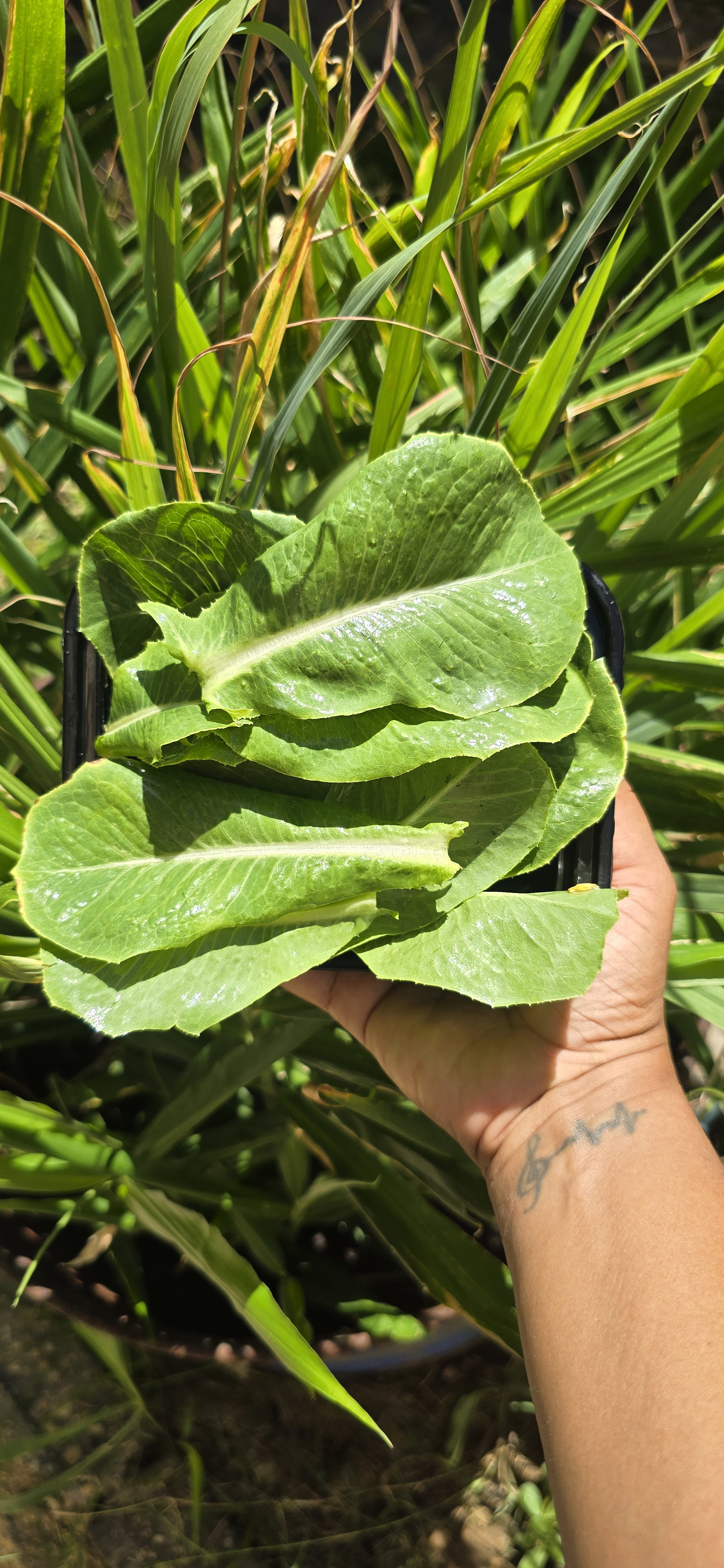 Mini Green Romaine Box_0